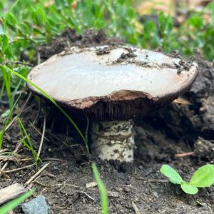 Stadt-Champignon