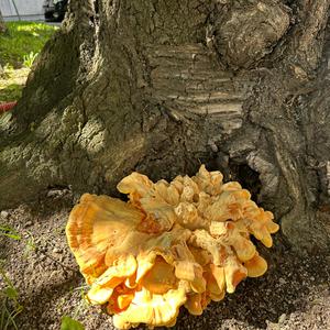 Chicken Mushroom