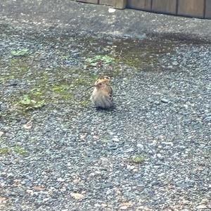 Eurasian Hoopoe