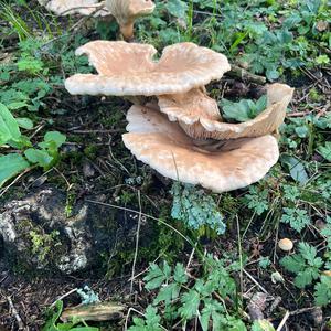 Unknown Species