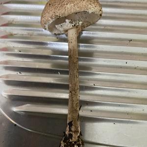 Unknown Species