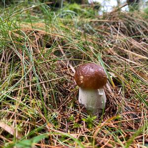 Steinpilz