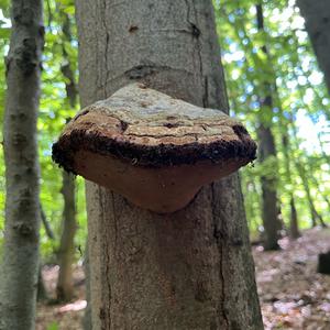 Tinder Polypore