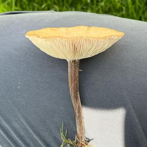 Gemeiner Weichritterling