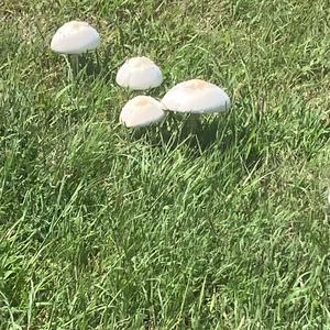 Unknown Species