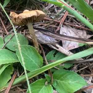 Unknown Species