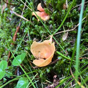 Unknown Species