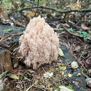 Crown Coral