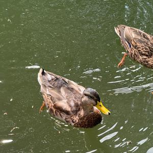 Mallard