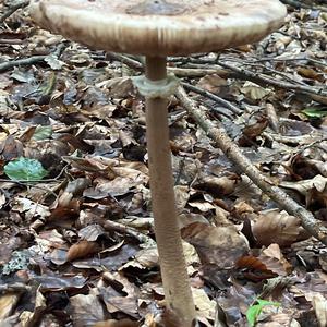Parasol Mushroom