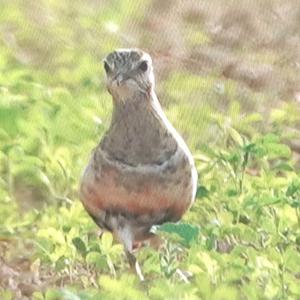 Eurasian Dotterel