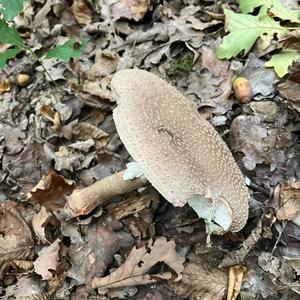Unknown Species