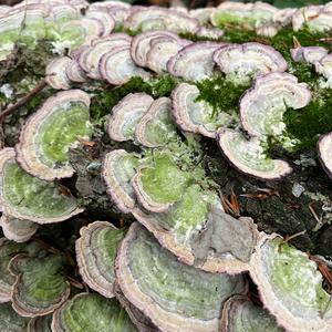 Unknown Species