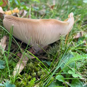 Mehlräsling