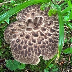 Shingled Hedgehog