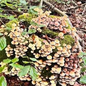 Unknown Species