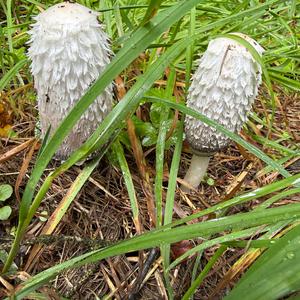 Shaggy Mane