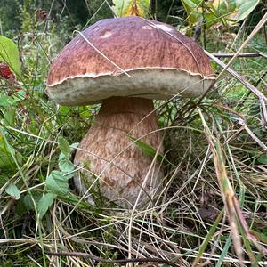 Steinpilz