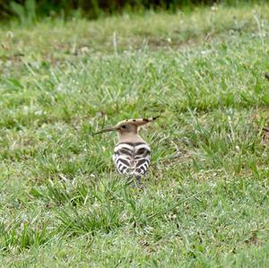 Eurasian Hoopoe