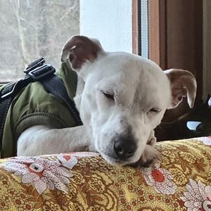 Jack Russell Terrier