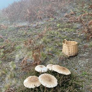 Parasol