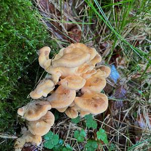 Black-staining Polypore