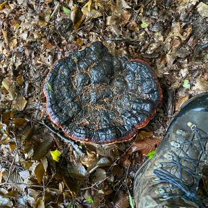 Tinder Polypore