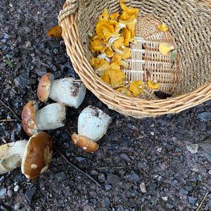 Steinpilz