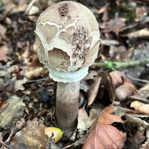 Parasol Mushroom