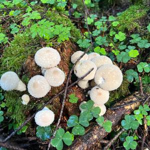 Pestle-shaped Puffball