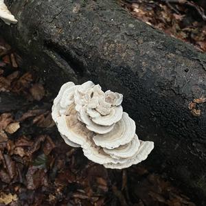 Unknown Species