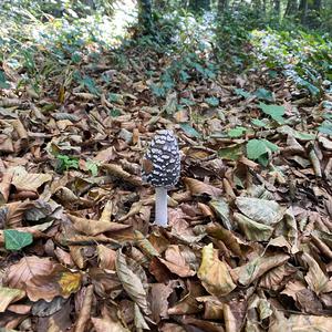 Magpie Ink-cap