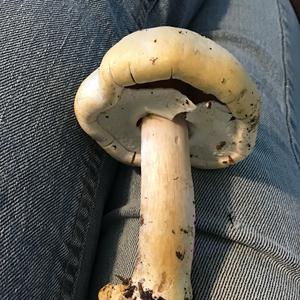 Unknown Species