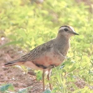 Eurasian Dotterel