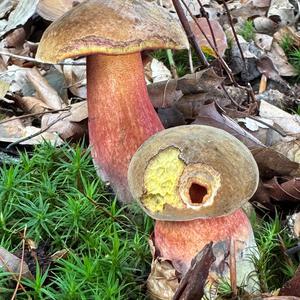 Dotted-stem Bolete