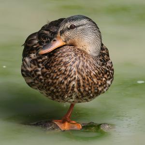 Stockente