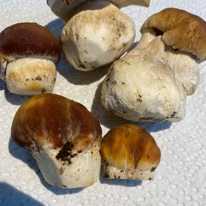 Sommer-Steinpilz