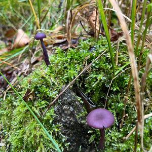 Amethyst Deceiver