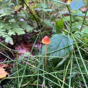 Unknown Species