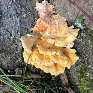 Chicken Mushroom