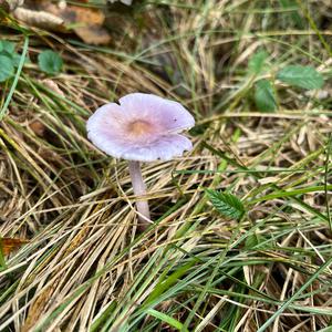Lilac Bonnet