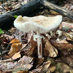 Unknown Species