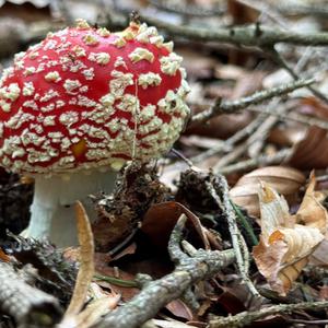 Unknown Species