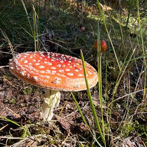 Fly Agaric