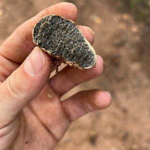 Unknown Species