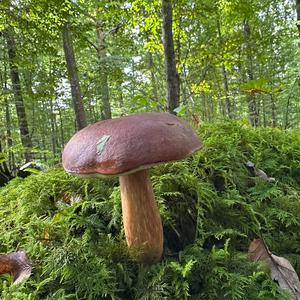 Bay Bolete