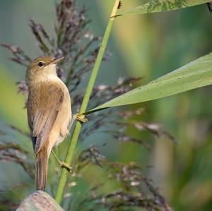 Eurasian Reed-warbler