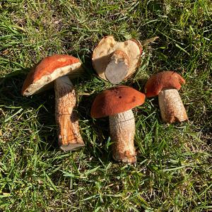 Red-capped Scaber Stalk