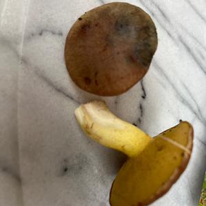 Unknown Species