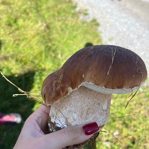 King Bolete